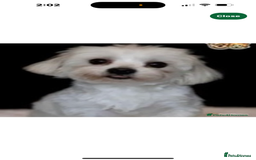 Maltipoo dogs for sale: F1 Toy Maltipoo puppys   - Image 14
