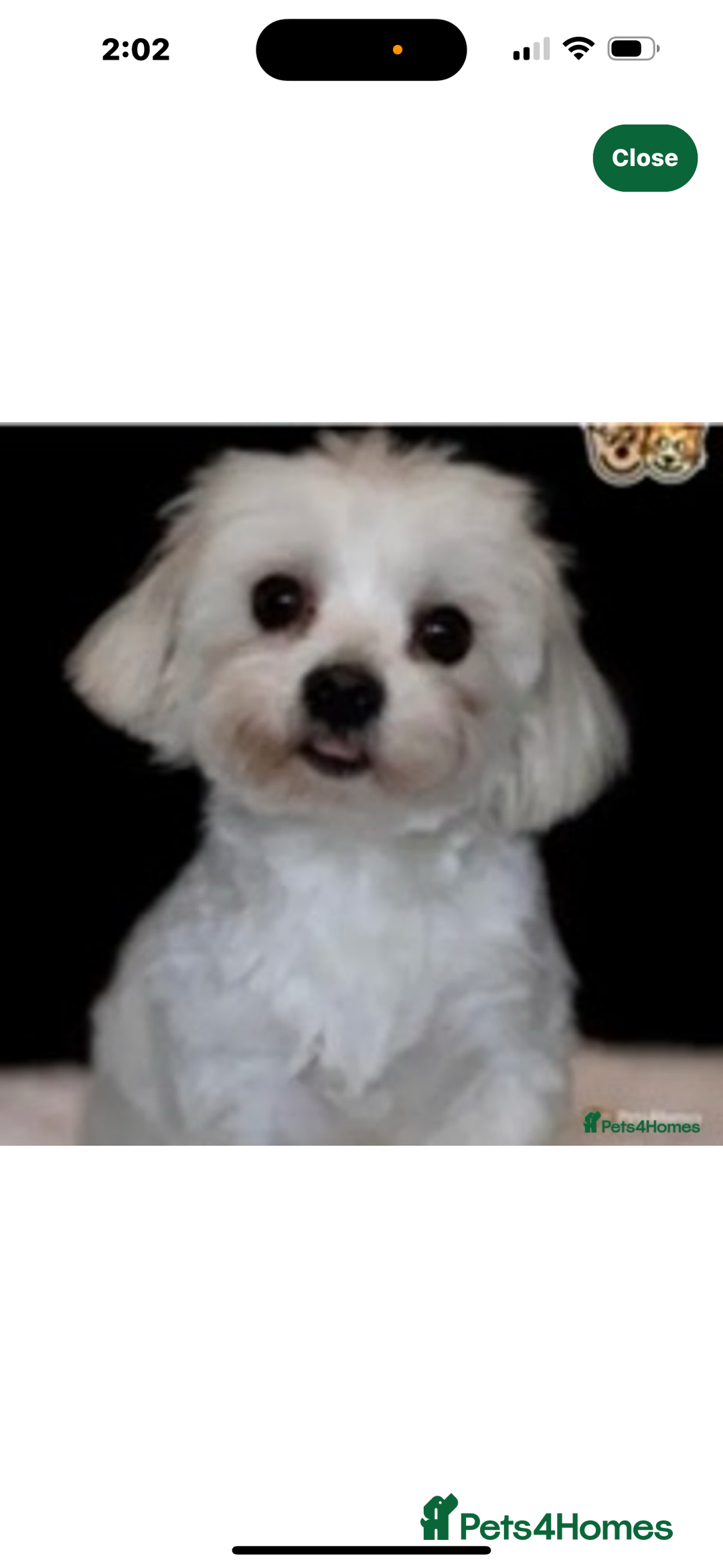 Maltipoo dogs for sale: F1 Toy Maltipoo puppys   - Image 14