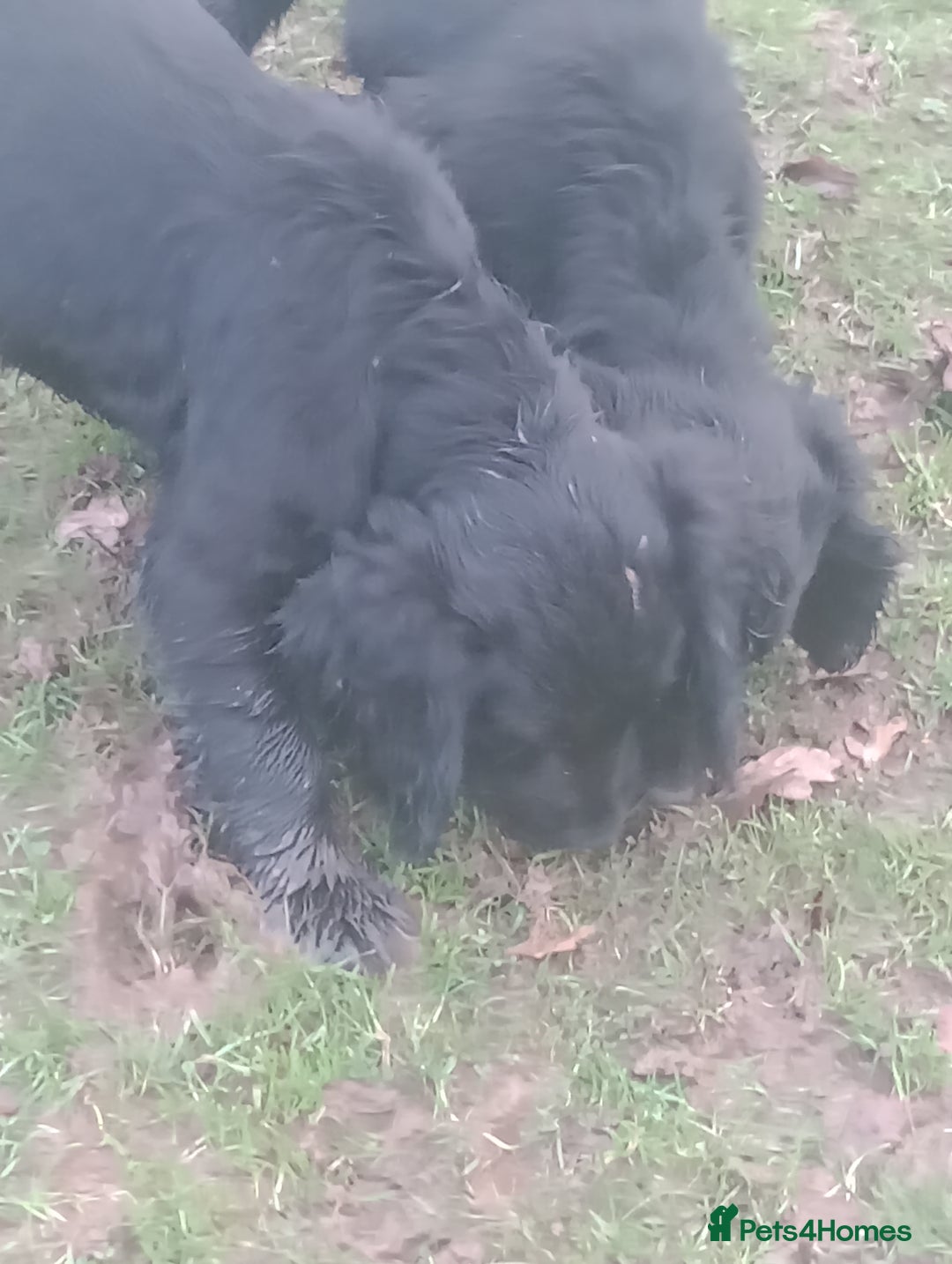 Cocker Spaniel dogs for sale: Cocker Spaniels READY NOW - working - Advert 4