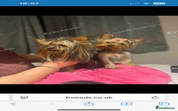 Yorkshire Terrier dogs for sale: MINI PEDIGREE YORKSHIRE TERRIER FOR SALE - Image 7