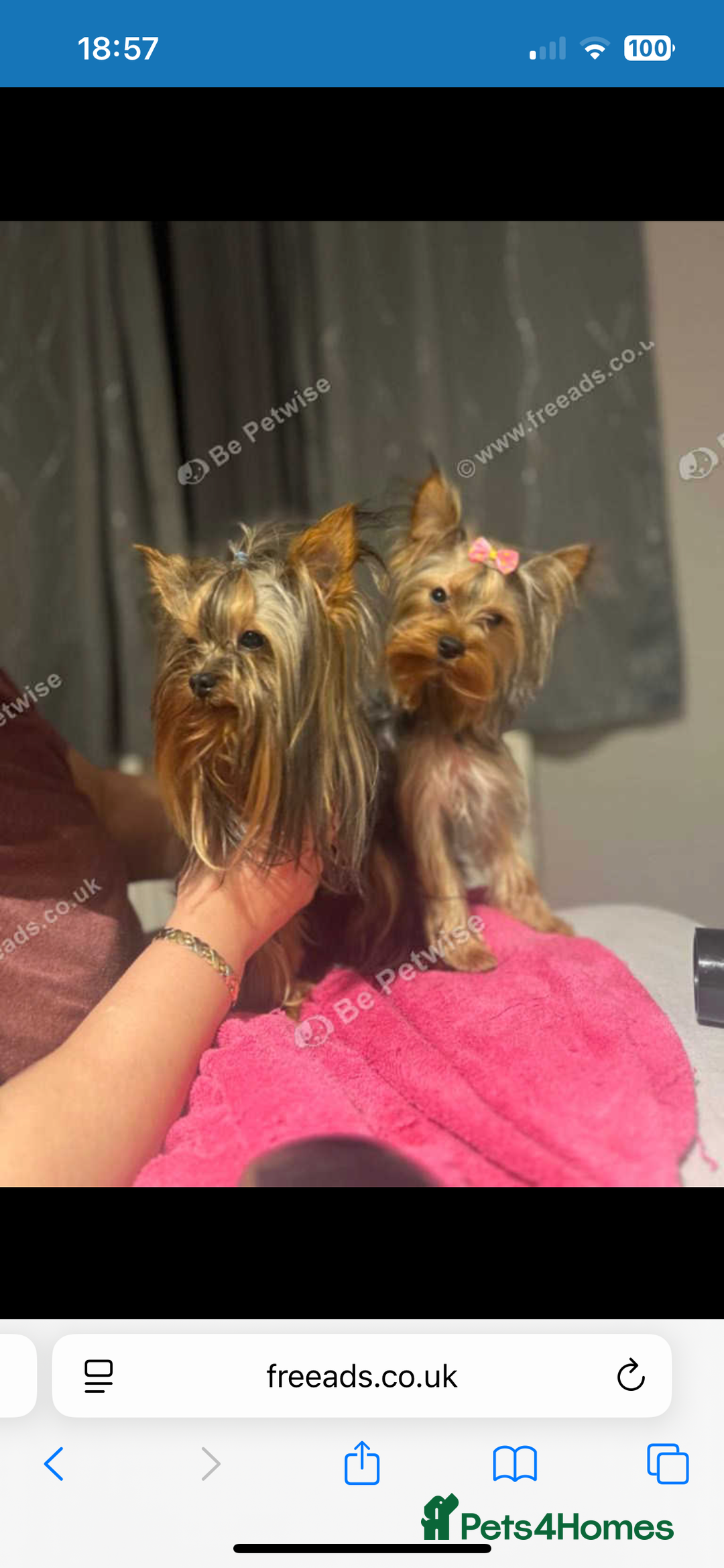 Yorkshire Terrier dogs for sale: MINI PEDIGREE YORKSHIRE TERRIER FOR SALE - Image 7