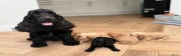 Cockapoo dogs for sale: F1 show line cockapoo puppies - Advert 29