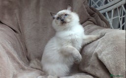 Ragdoll cats for sale: GCCF REG PET KITTENS CHAMPION IMPORT BLOODLINES - Image 29