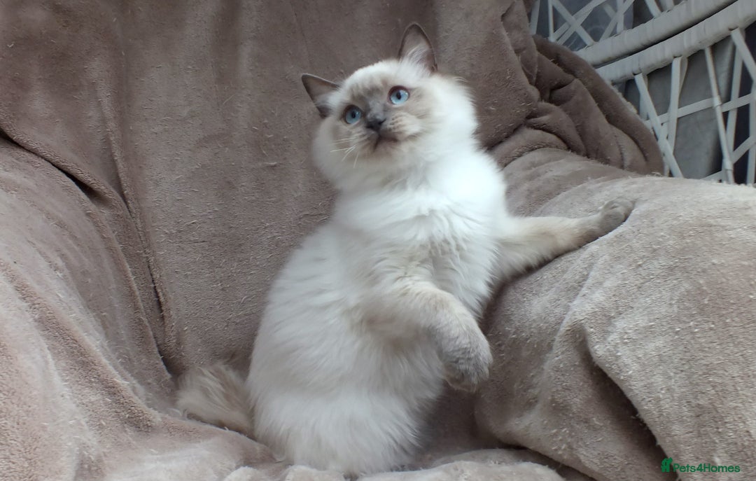 Ragdoll cats for sale: GCCF REG PET KITTENS CHAMPION IMPORT BLOODLINES - Image 29
