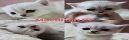 British Shorthair cats for sale: British shorthair  - Advert 3