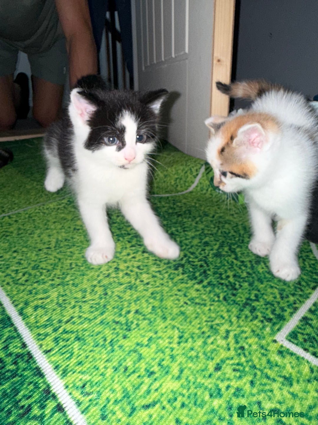 Domestic Shorthair cats for sale: 1 male and 2 female cats for sale - Image 9