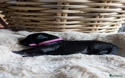 Mixed Breed dogs for sale: Goldador - Advert 3