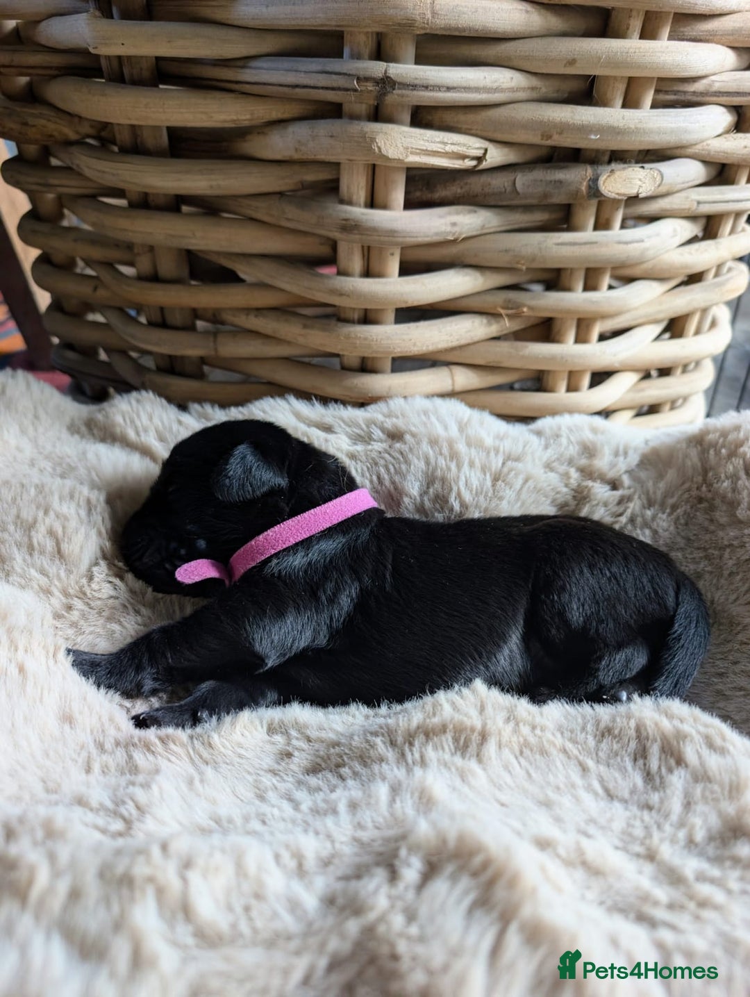 Mixed Breed dogs for sale: Goldador - Advert 3