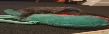 Pomapoo 1