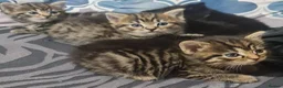 British Shorthair cats for sale: A beautiful litter of 5 kittens British Shorthair - Advert 7