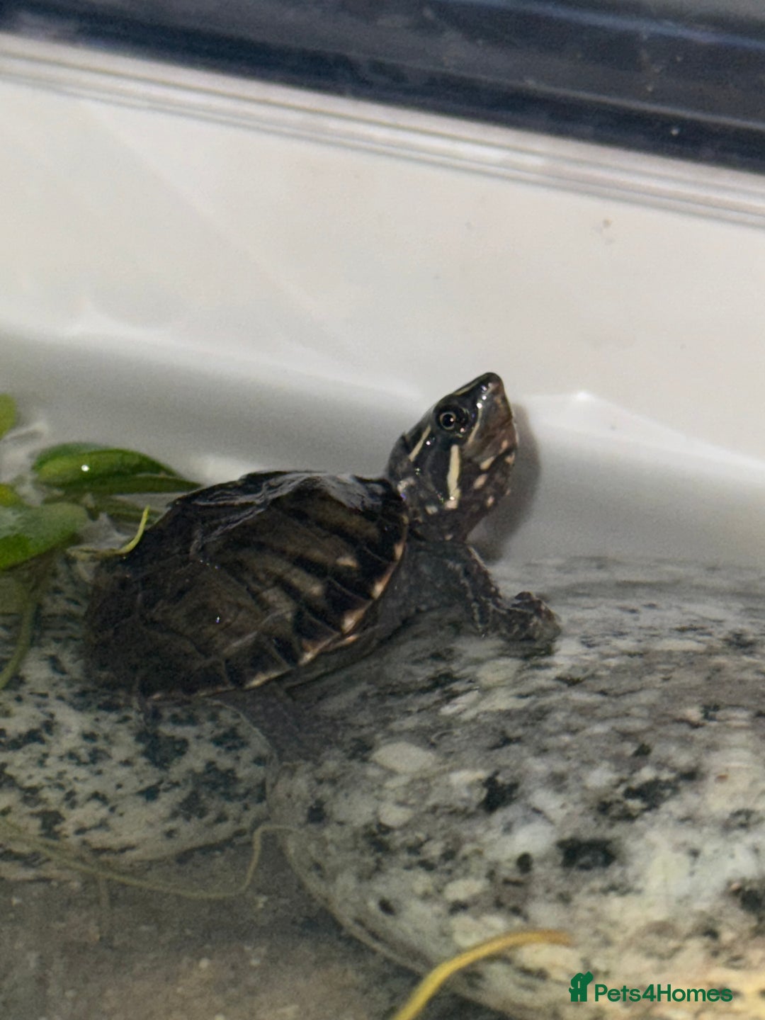 Terrapin reptiles for sale: TWO TERRAPIN TURTLES  - Advert 3