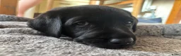 Labrador Retriever dogs for sale: Black Labrador pups, KC, dna tests, great scores - Advert 18