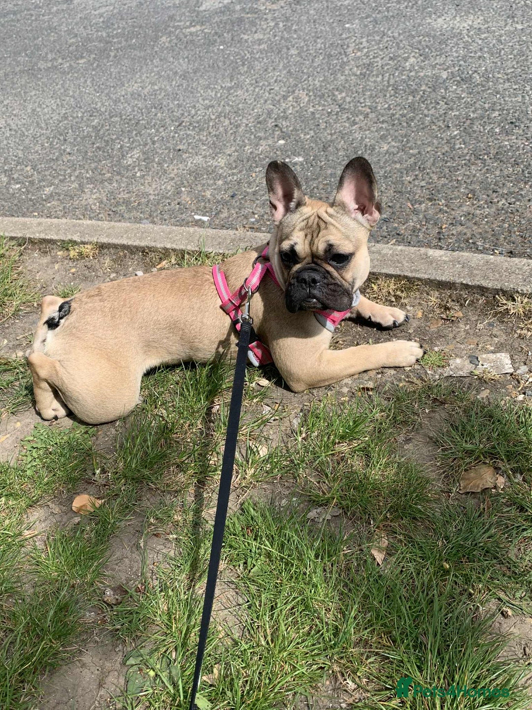 French Bulldog dogs for sale: Female French bulldog  - Image 2