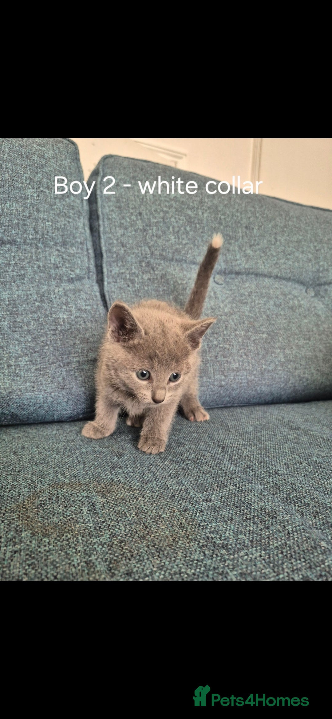 Russian Blue cats for sale: 4 Russian Blue Kittens - Advert 4