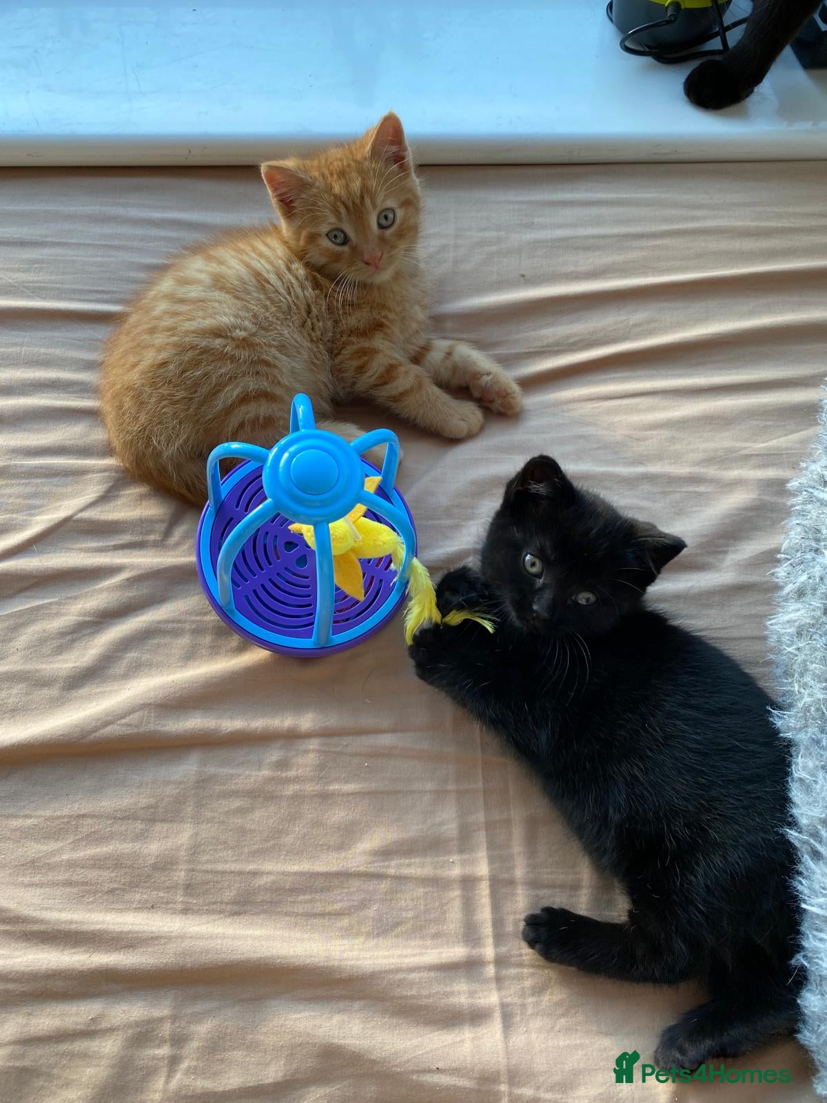 Mixed Breed cats A pair of kittens ginger and black - Advert 8