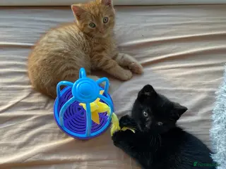 Mixed Breed cats A pair of kittens ginger and black - Advert 8