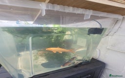 Koi Carp fish for sale: Koi Carp - Image 6