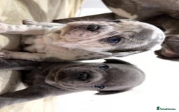 French Bulldog dogs for sale: Beautiful French Bulldog Puppies  - Image 6