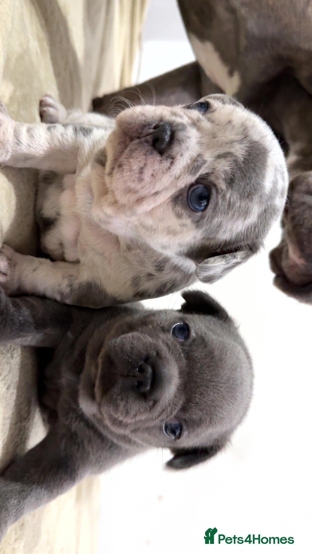 French Bulldog dogs for sale: Beautiful French Bulldog Puppies  - Image 6