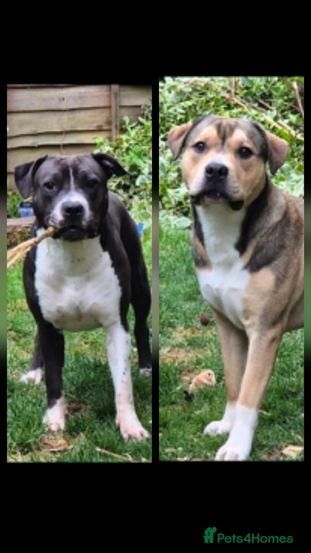 Mixed Breed dogs for sale: Beautiful Staffy x pups - friendly and healthy - Advert 1