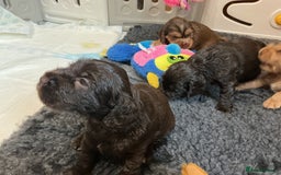 Cocker Spaniel dogs for sale: KC Reg Show Cocker Ext health tested - Image 30