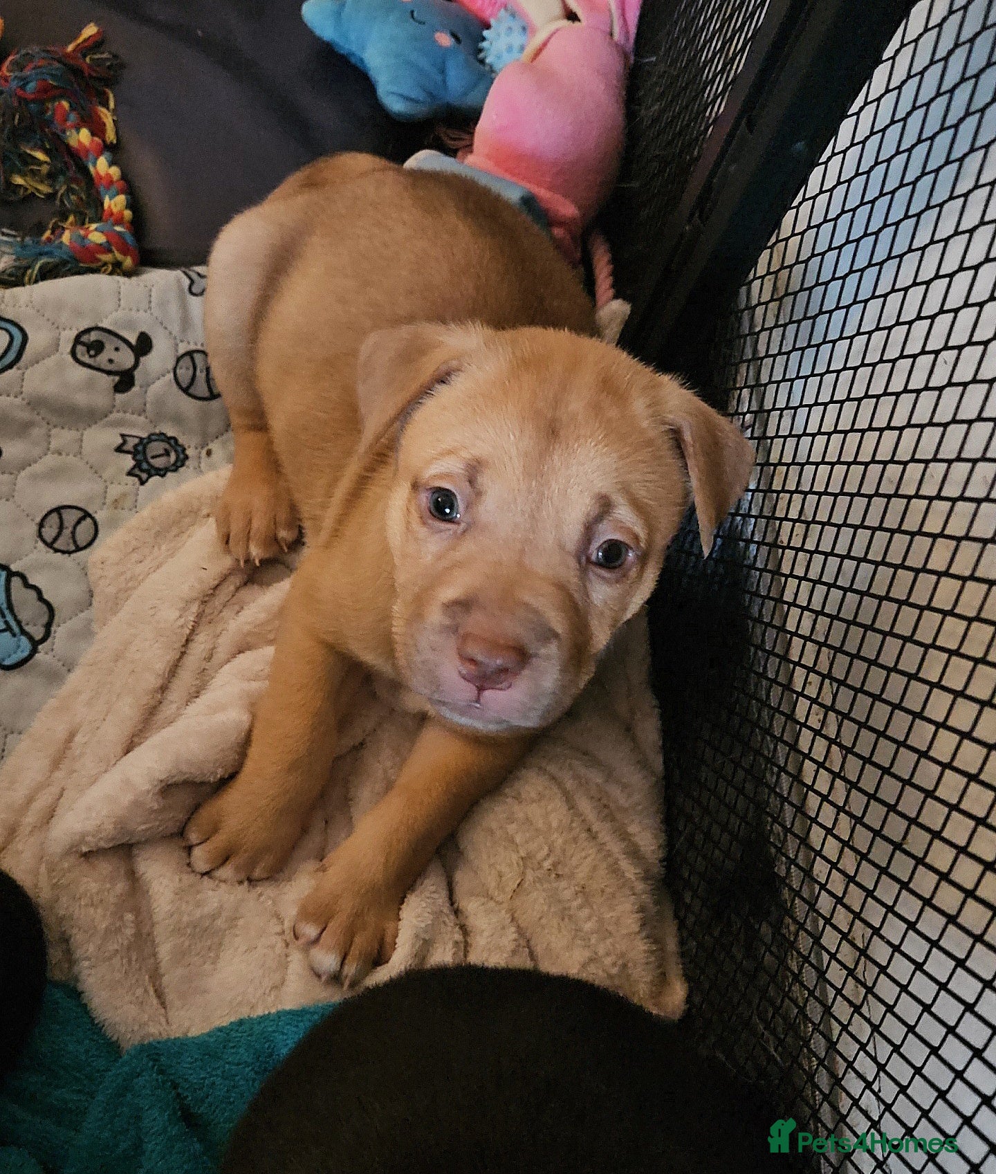 Mixed Breed dogs 1 girl left 🩷 Husky/CorsoXAkita/Staff - Advert 11