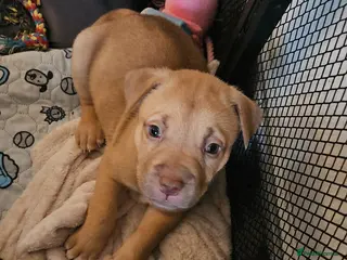 Mixed Breed dogs 1 girl left 🩷 Husky/CorsoXAkita/Staff - Advert 11