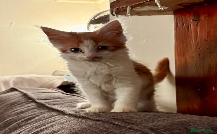 Mixed Breed cats - Advert 1