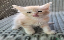 Maine Coon cats for sale: Beautiful chunky TICA reg boy for sale! - Image 1