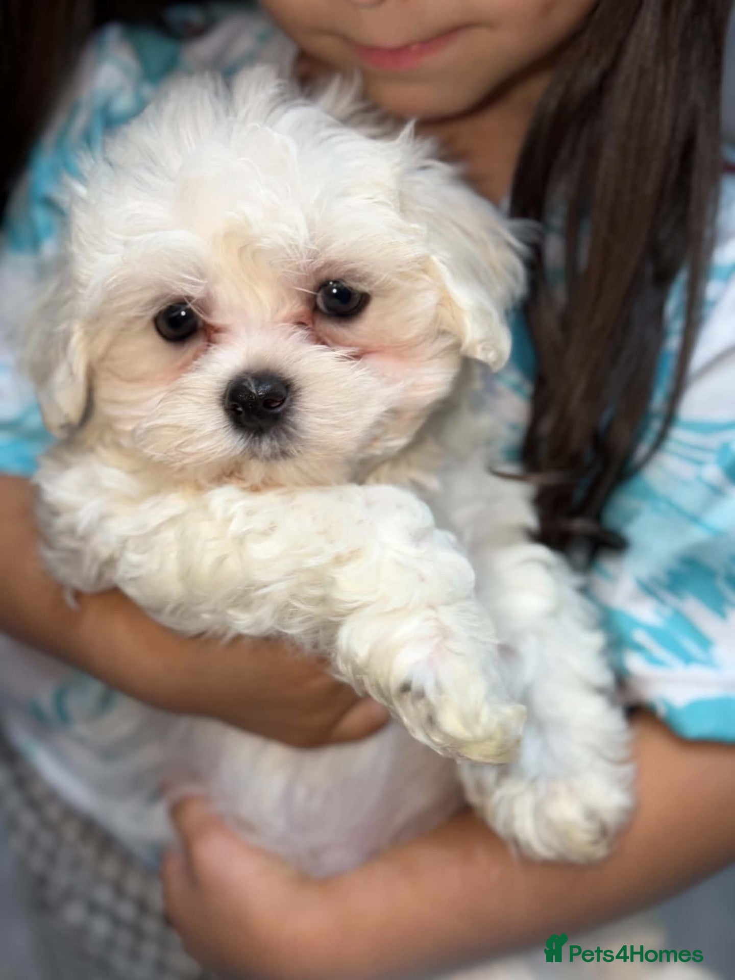 Maltese dogs for sale: 💙🩷 For Sale Beatifull Puppies Maltese💙🩷 - Advert 2