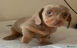 Dachshund dogs for sale: ‼️Isabel and tan miniature boy‼️ready now ‼️ - Image 1