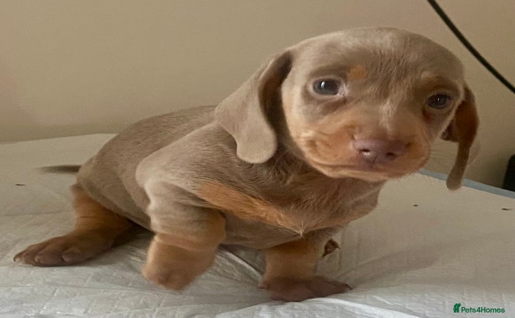Dachshund dogs - Advert 4