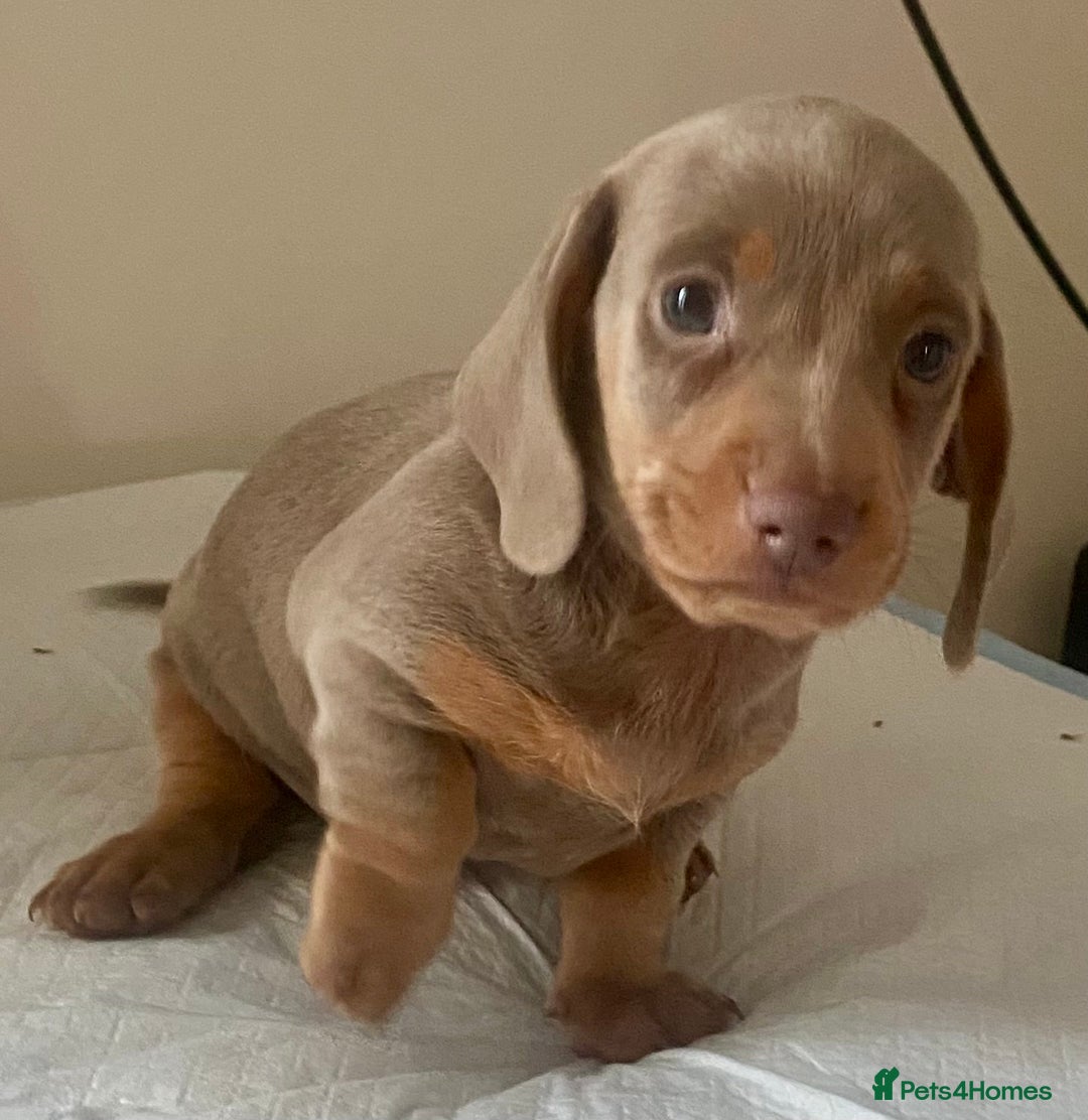 Dachshund dogs for sale: ‼️Isabel and tan miniature boy‼️ready now ‼️ - Image 1