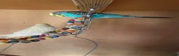 Budgerigars birds for sale: Budgies for sale  - Advert 5