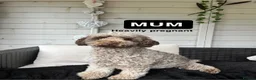 Miniature Poodle dogs for sale: Miniature poodle puppies  - Advert 2