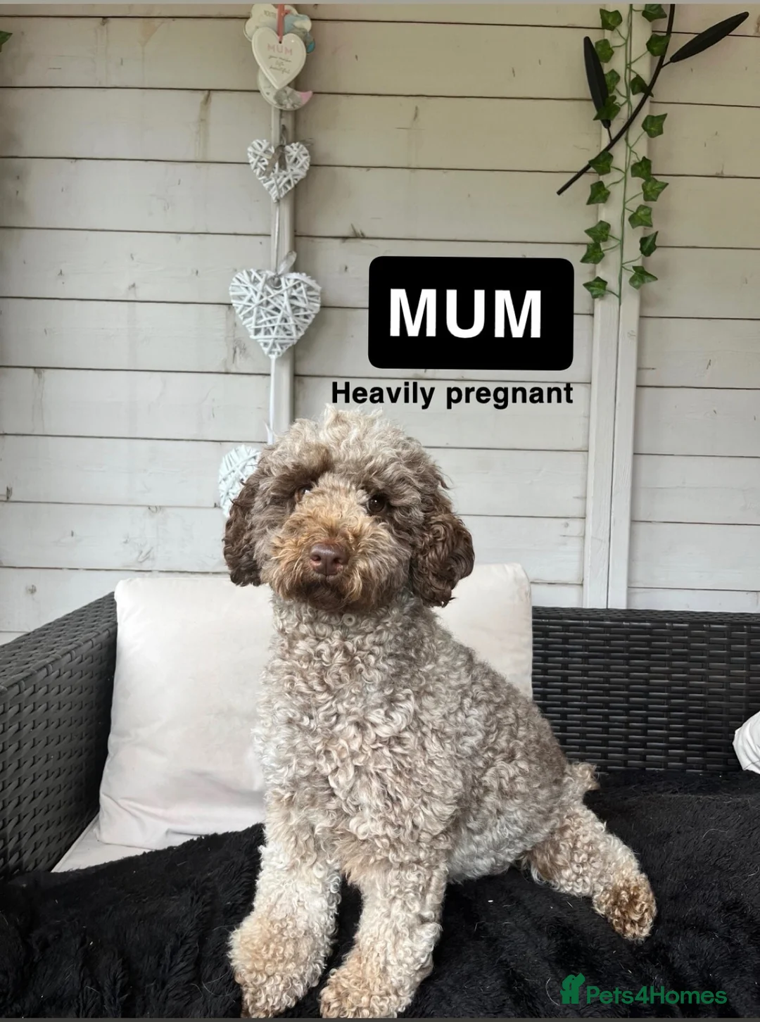 Miniature Poodle dogs for sale: Miniature poodle puppies  - Advert 2