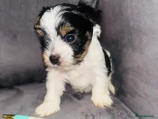 Yorkshire Terrier dogs Beautiful biewer Yorkshire terrier - Advert 13