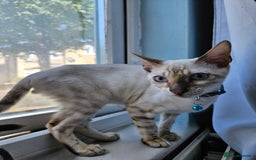 Bengal cats for sale: Snow bengal kittens for loving homes  - Image 24