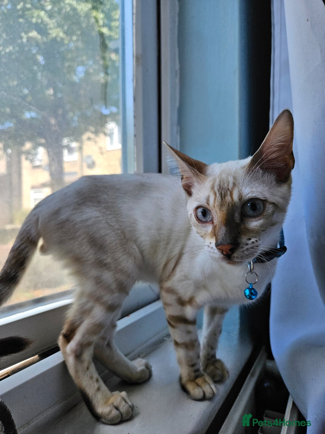 Bengal cats for sale: Snow bengal kittens for loving homes  - Image 24