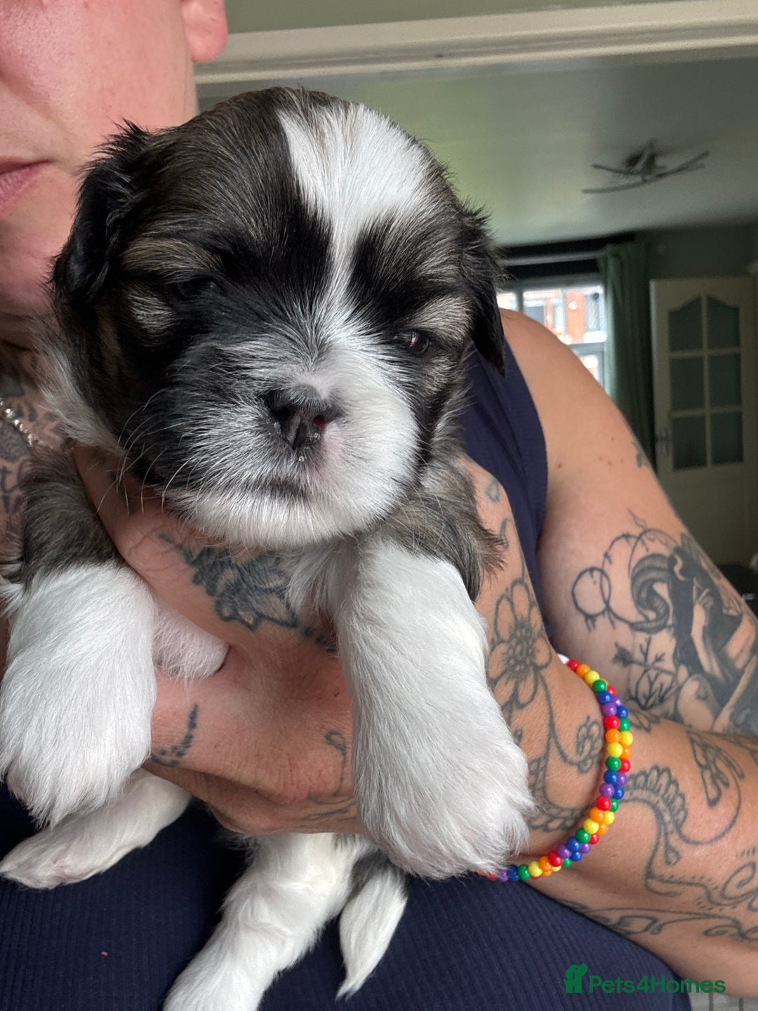 Lhasa Apso dogs for sale: 6 beautiful Lhasa Apso puppies - Image 19