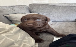 Labrador Retriever dogs for sale: Labradors Chunky chocolate x2 males  - Image 9