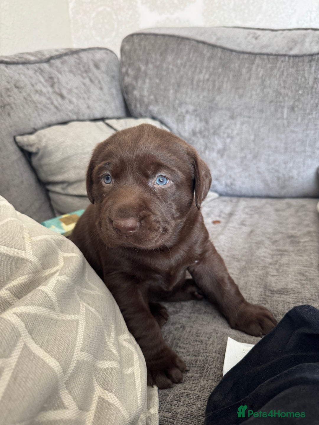 Labrador Retriever dogs for sale: Labradors Chunky chocolate x2 males  - Image 9