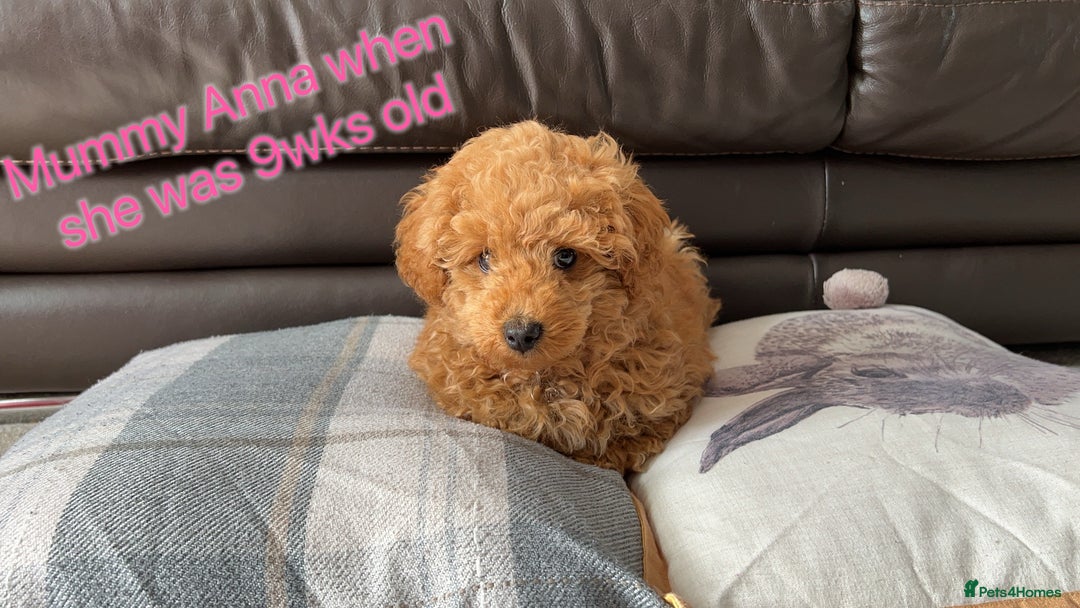 Toy Poodle dogs for sale: Adorable Deep Red Toy Poodle Puppies Available! 🐾 - Image 29