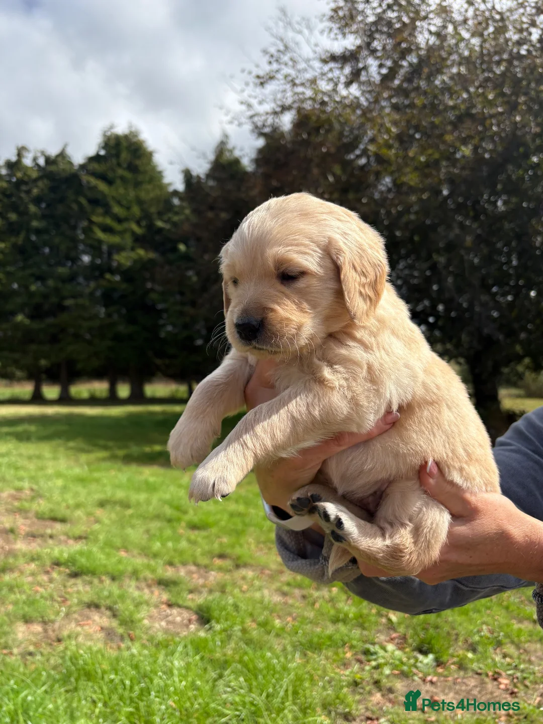 Golden Retriever dogs for sale: Beautiful chunky Golden Retriever puppies for sale in Welshpool - Advert 2