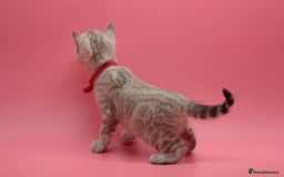 Bengal cats for sale: ✨ Snow Lynx Bengal Kittens – Ready to Reserve! ✨ - Image 6