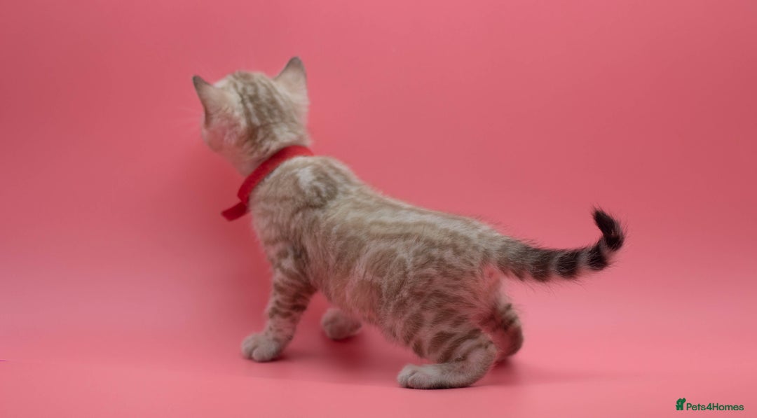 Bengal cats for sale: ✨ Snow Lynx Bengal Kittens – Ready to Reserve! ✨ - Image 6