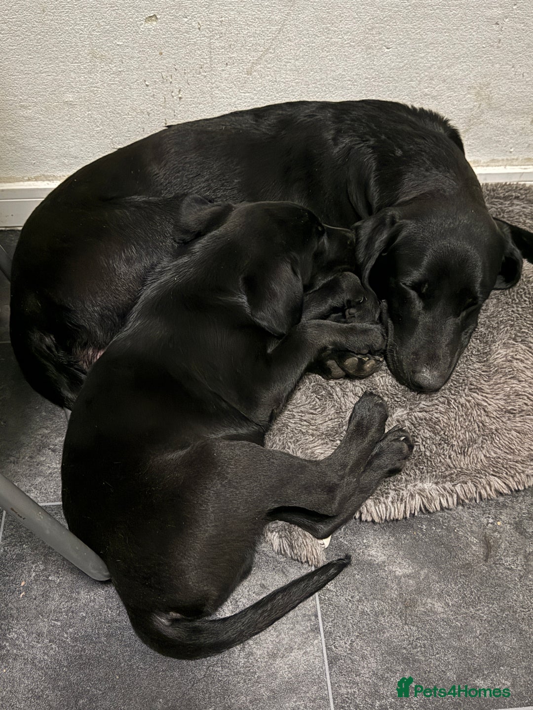 Labrador Retriever dogs for sale: Labrador puppies ready to go now Last pup left  - Advert 2