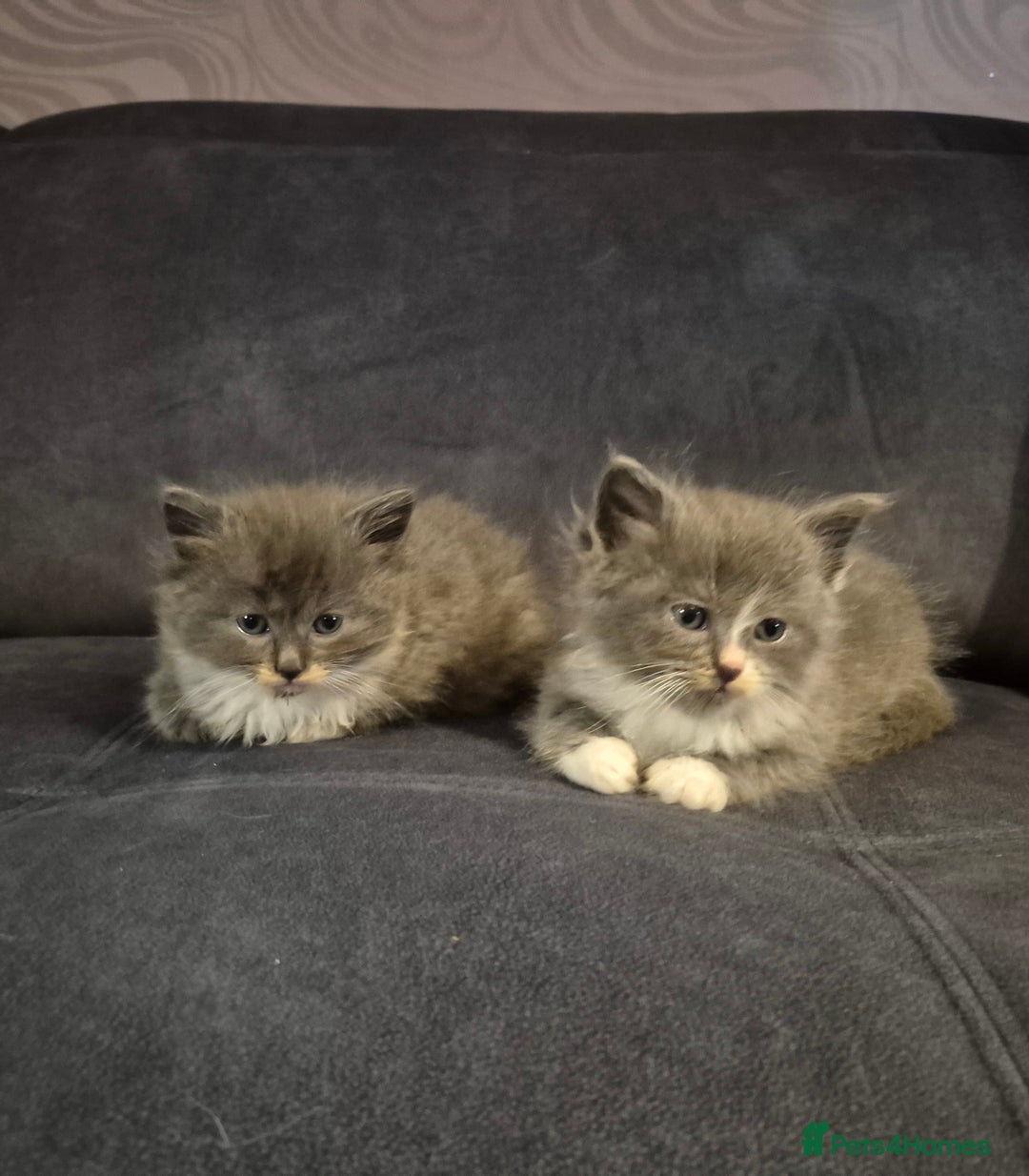 Siberian cats for sale: 5 stunning Siberian dolls! - Advert 8