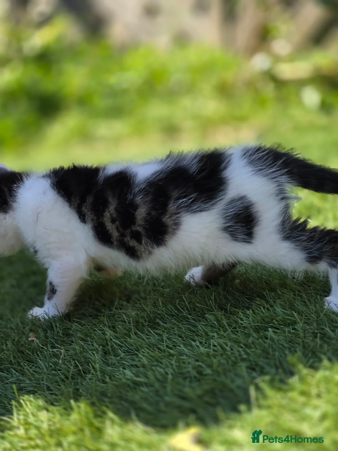 Bengal cats for sale: Bengal cross tabby Ready now in Croydon - Advert 17