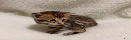 Bengal cats for sale: Bengal kittens - Advert 9